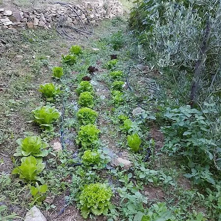 εξοχικό διονύσης * Χορευτό