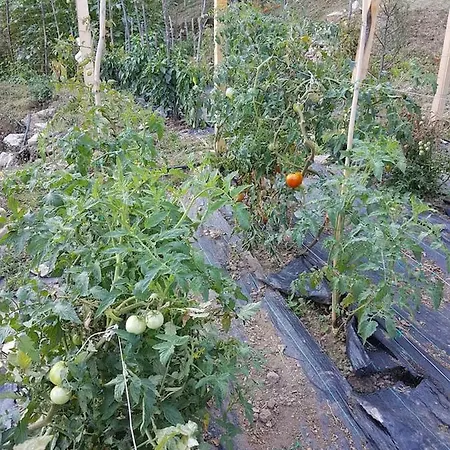 Dionysis * Chorefton