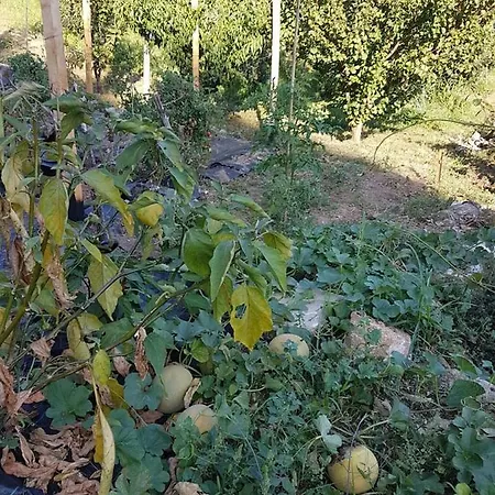 εξοχικό διονύσης
