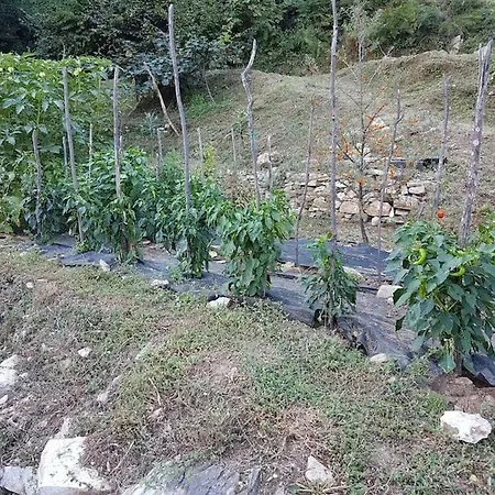 Dionysis * Chorefton