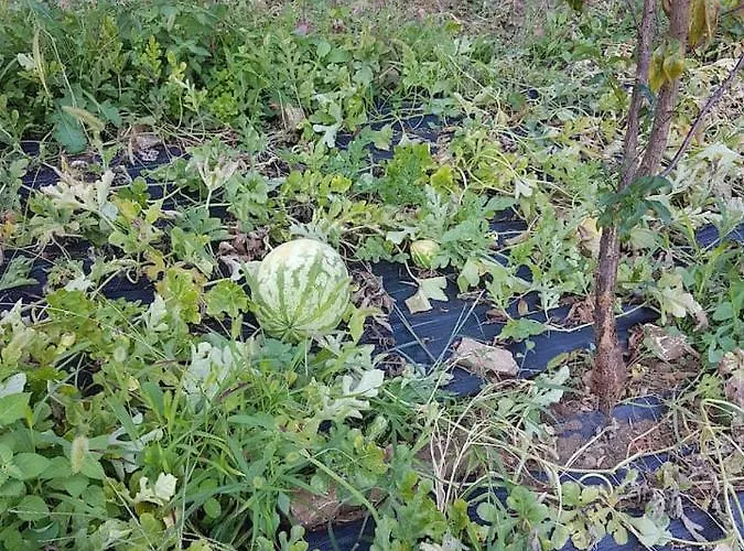 Dionysis * Chorefton