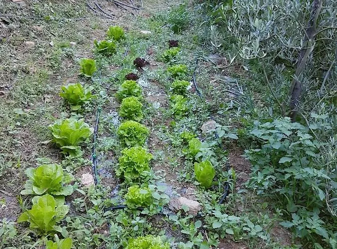 Dionysis * Chorefton